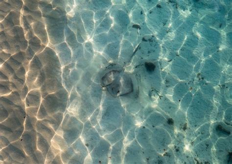 Shallow Water Safaris .